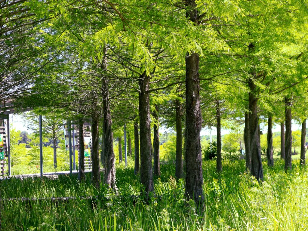 Cypress Grove - International Magazine Kreol Architecture of Life in Louisiana