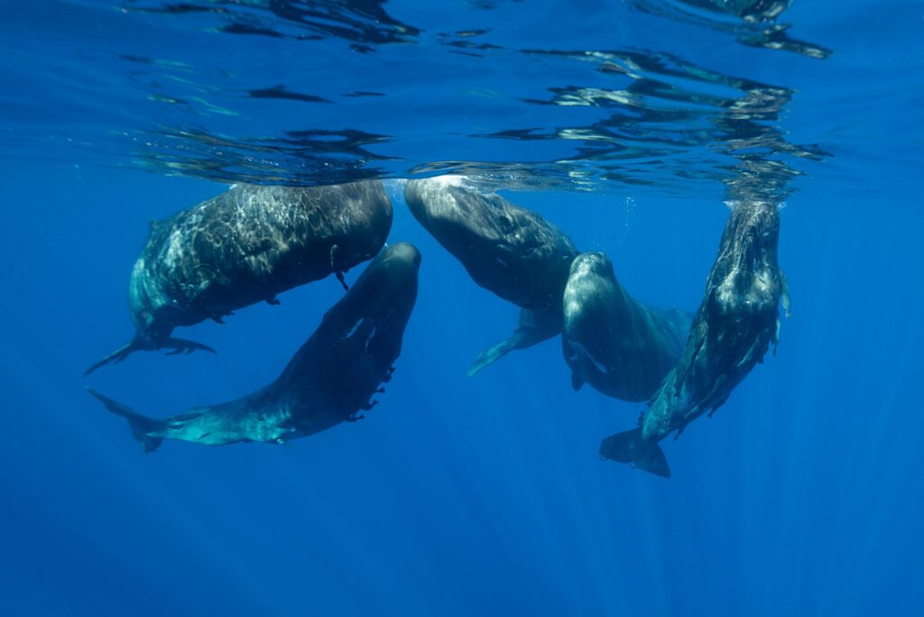 Sperm whales in a social gathering, Indian Ocean, Mauritius. - International Magazine Kreol Mauritius: A Tropical Paradise