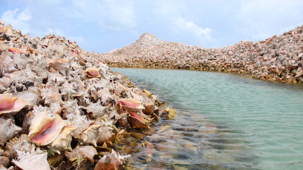 Conch Shell Island, Anegada. - International Magazine Kreol Conch Shell Island, Anegada.